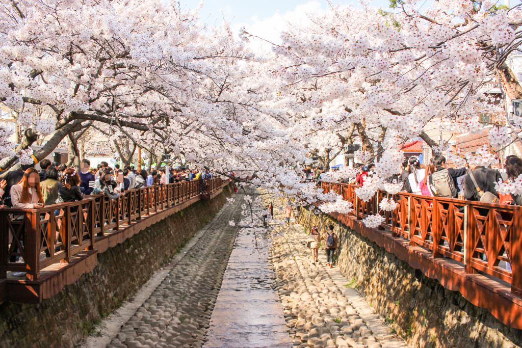 Cherry blossom in romance bridge in Jinhae